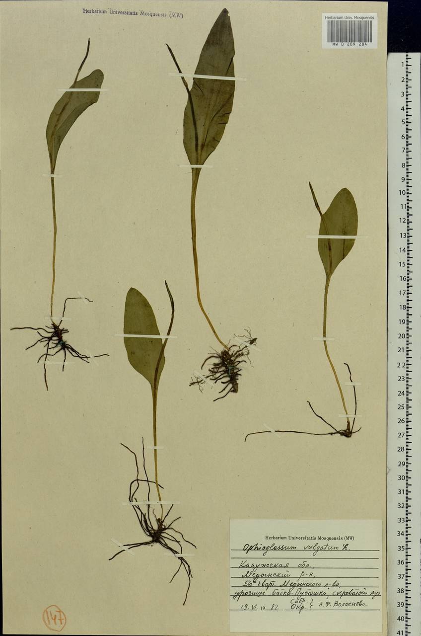 Гроздовник полулунный