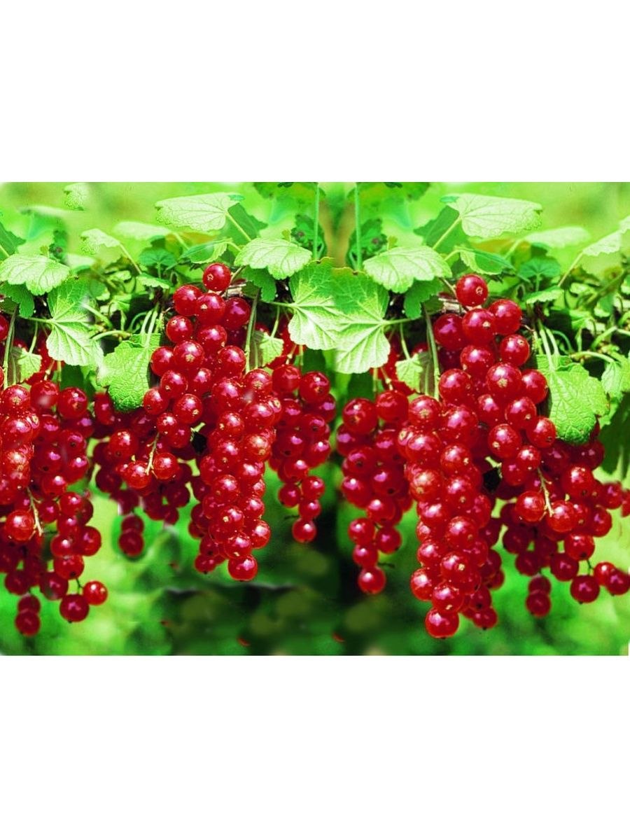 Листья красной смородины