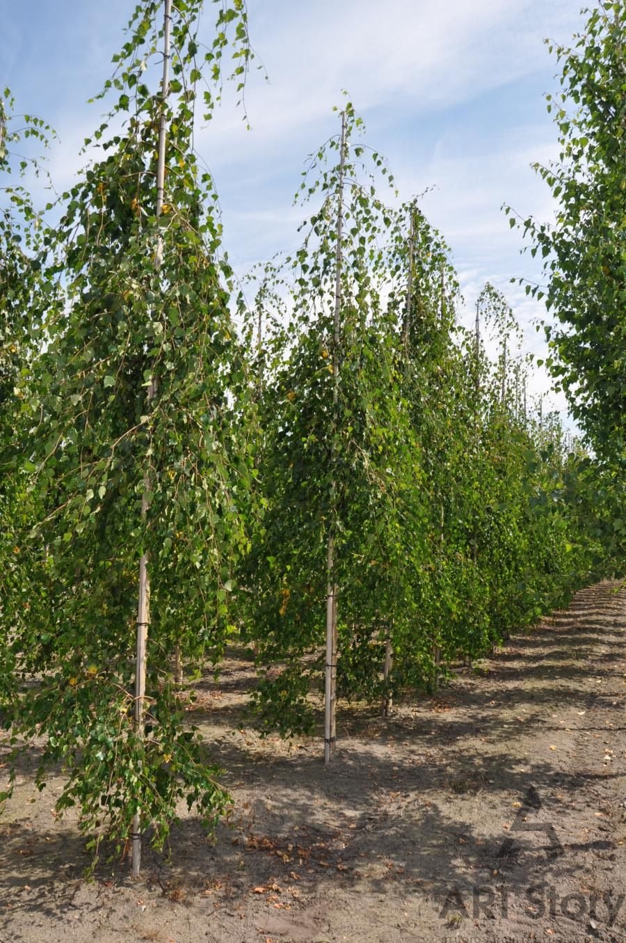 Берёза повислая