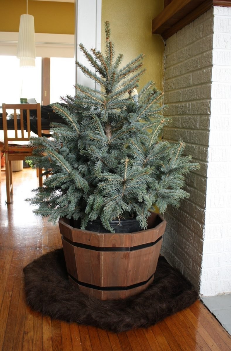 Елка в горшке