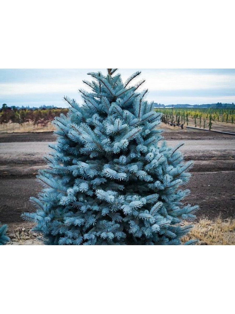 Ель Блю Даймонд с2 h15-20