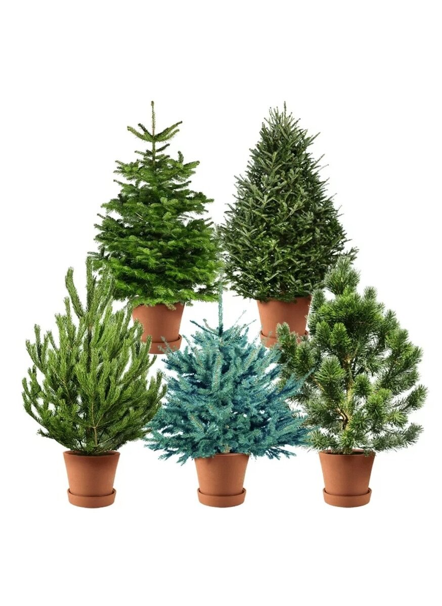 Пихта Нобилис в горшке