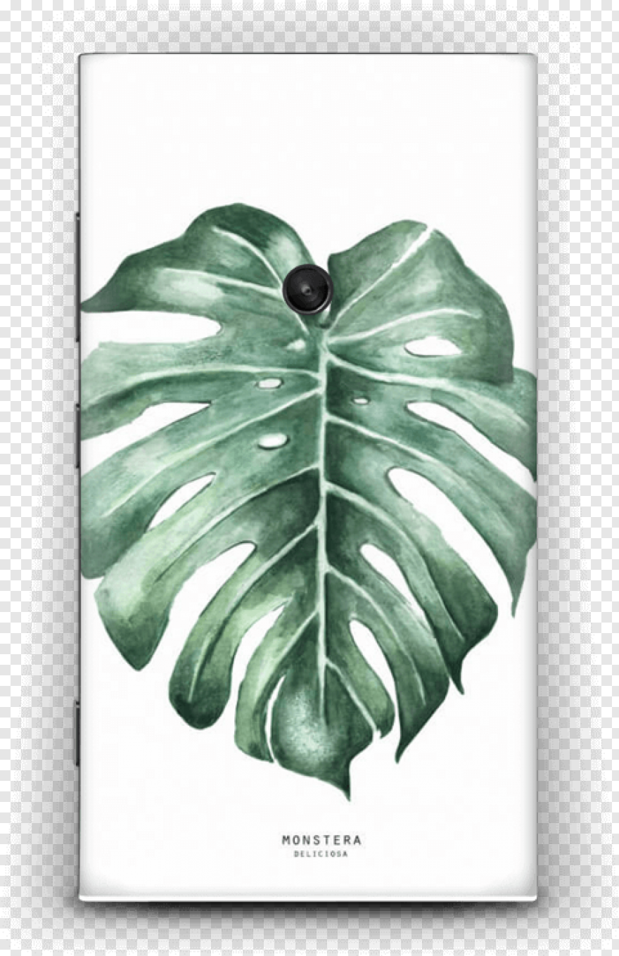 Филодендрон монстера