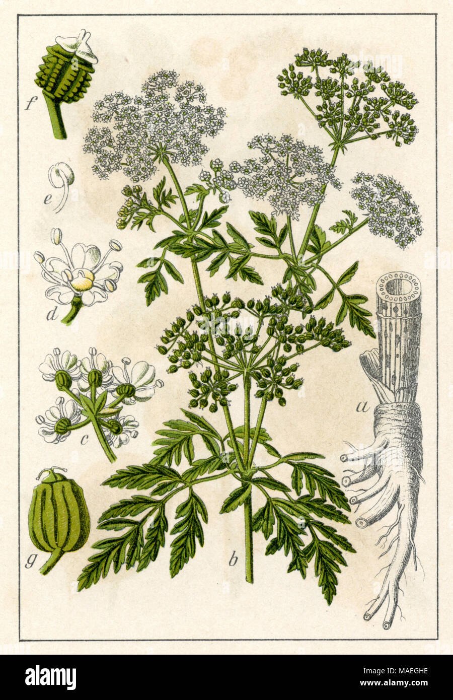 Болиголов пятнистый ядовитое