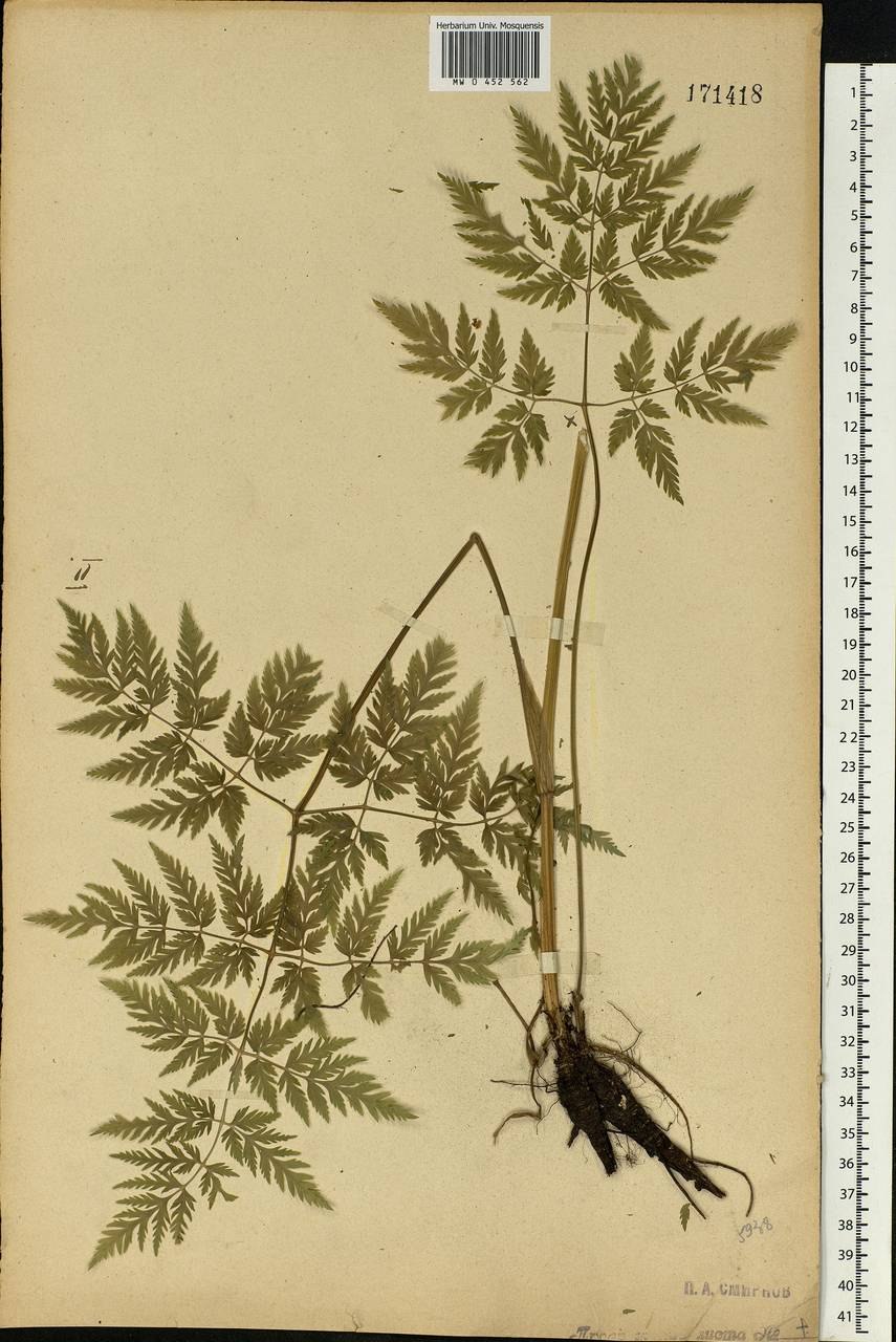 Плоды купыря