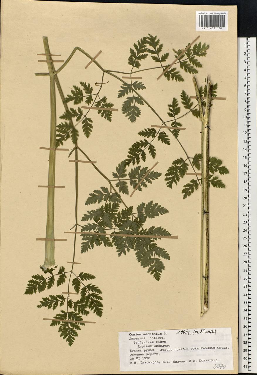 Болиголов крапчатый семена