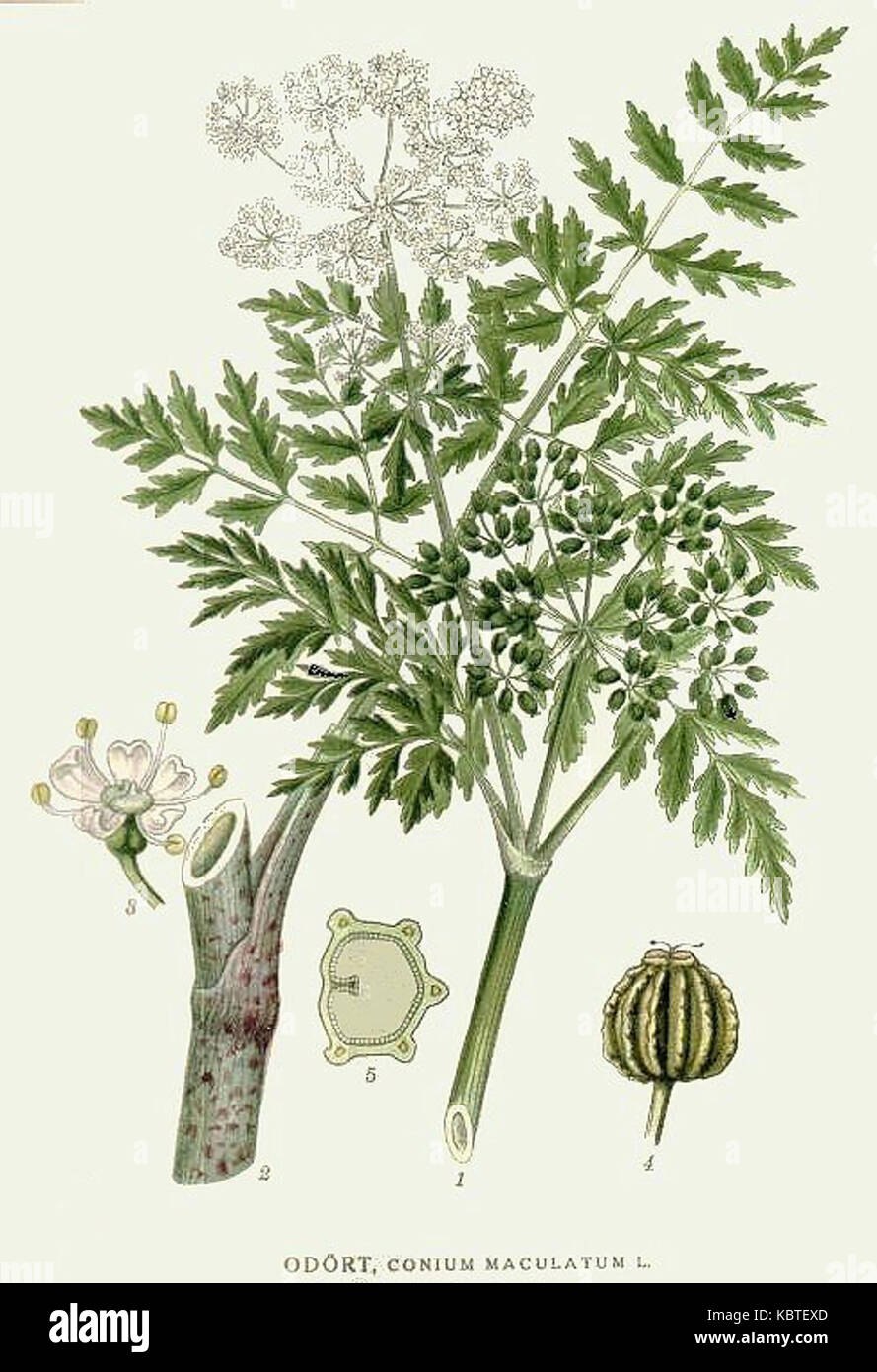 Плоды болиголова пятнистого