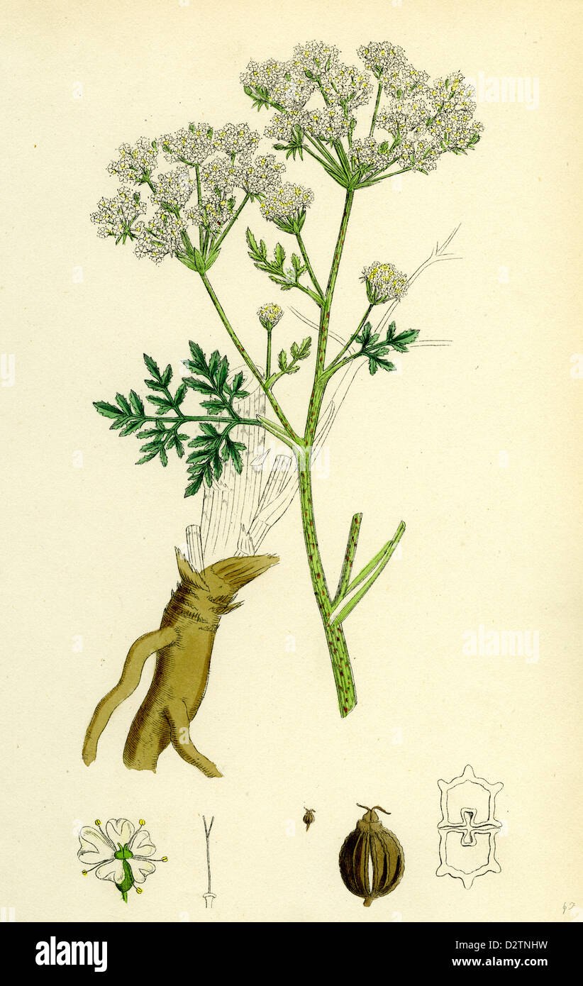 Болиголов пятнистый корень