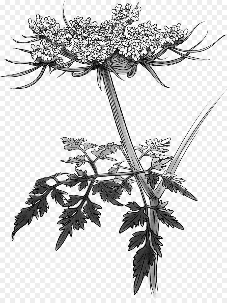 Плоды купыря