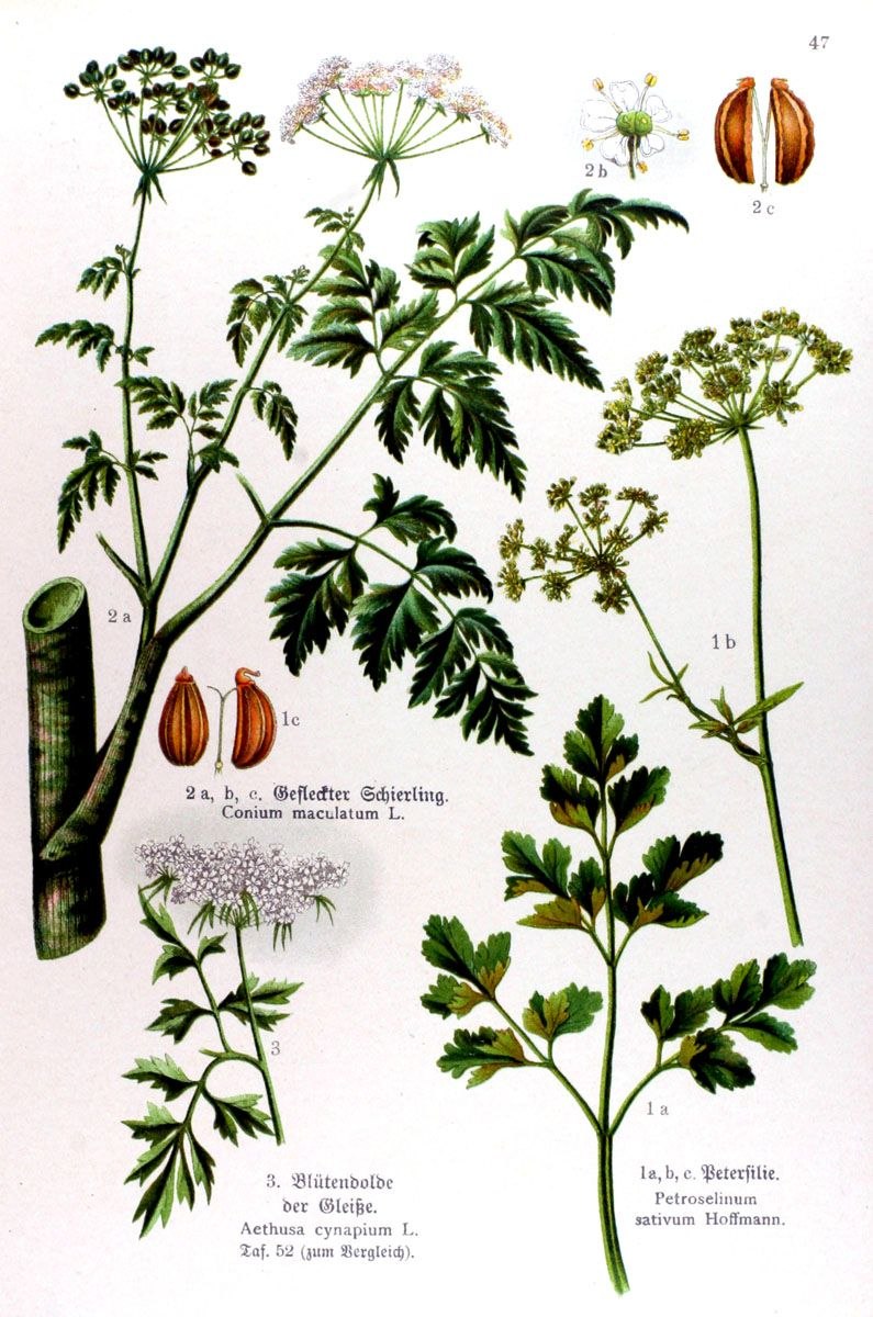 Болиголов пятнистый рисунок