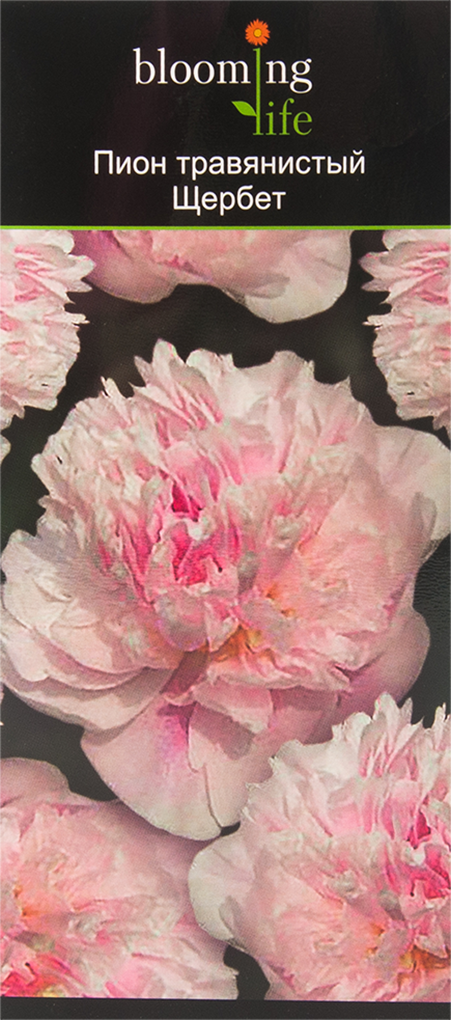 Пион Raspberry Sundae