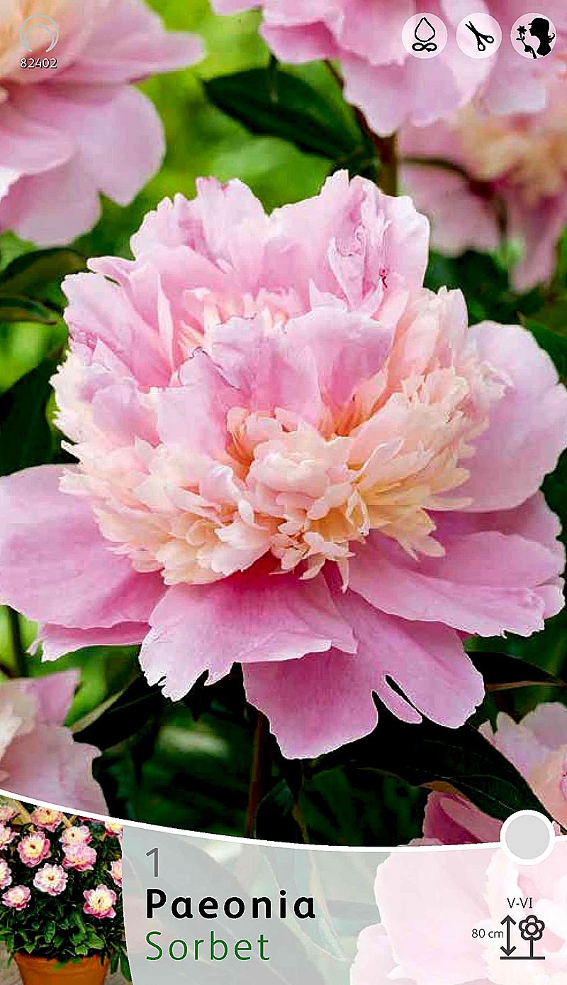 Пион сорбет Sorbet