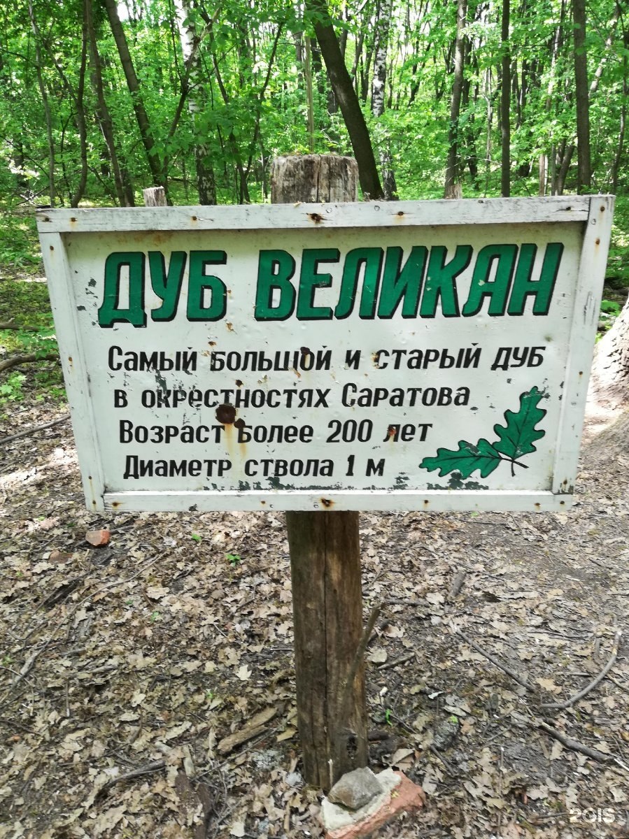 Дуб великан агой координаты
