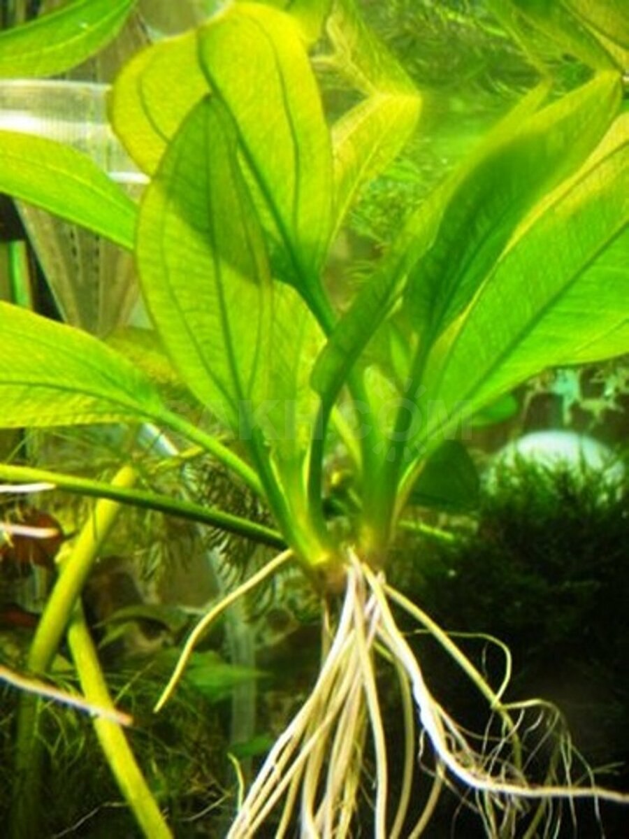 Консервант MICROTABS