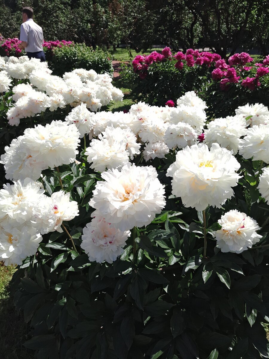 Пион пастель Сплендор