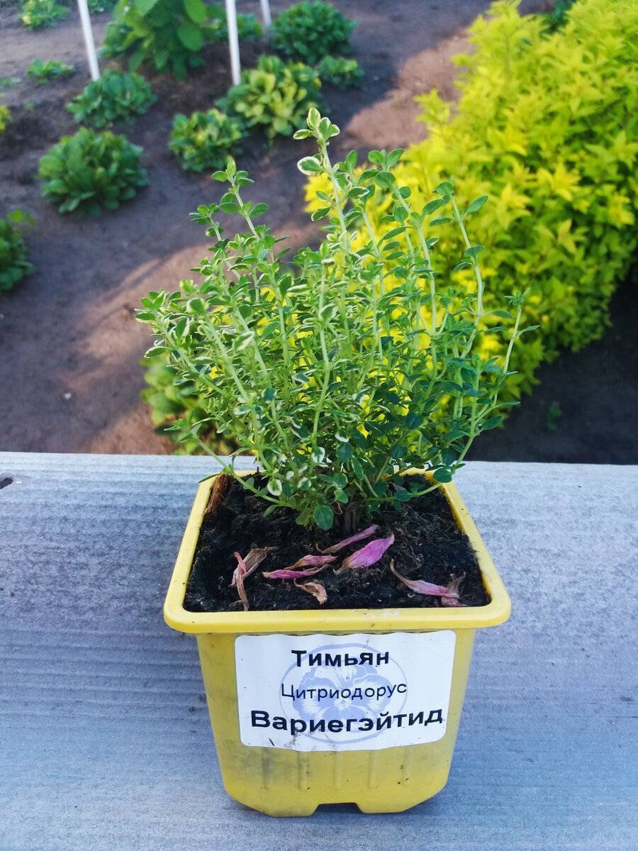Тимьян лимонный рассада