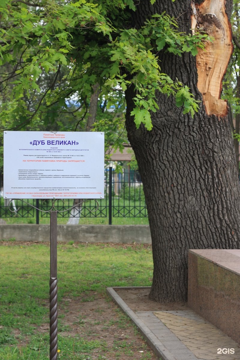 Дуб великан Молдаванское