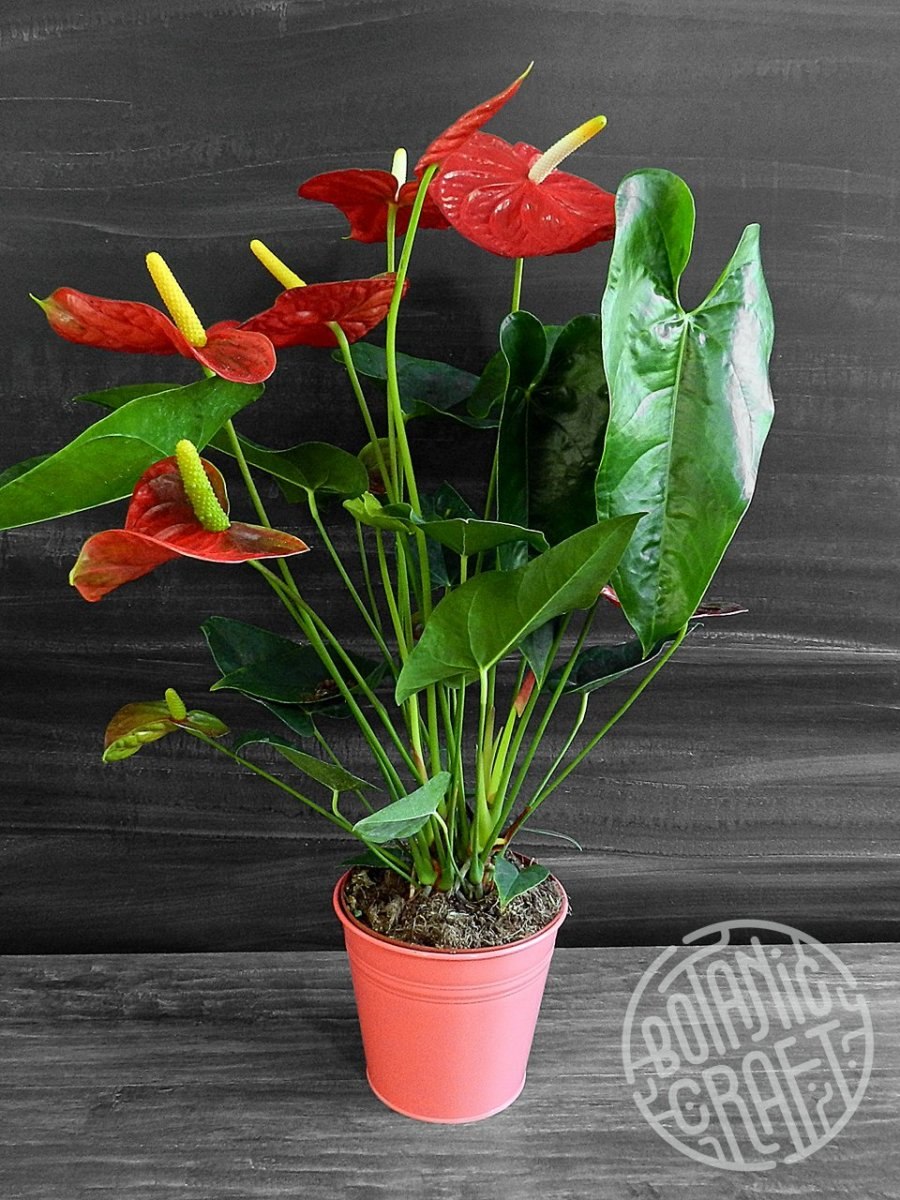 Антуриум принц оранж