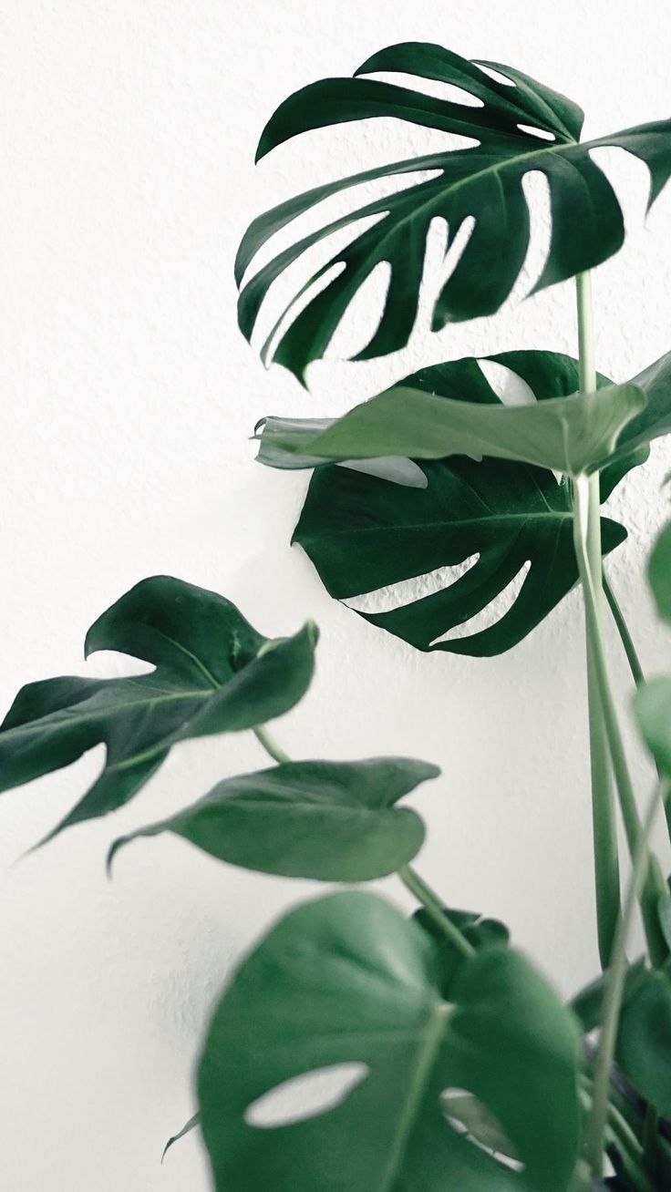 Монстера Адансона