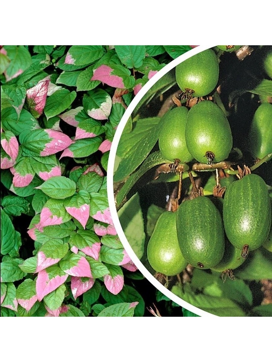 Актинидия коломикта саженцы