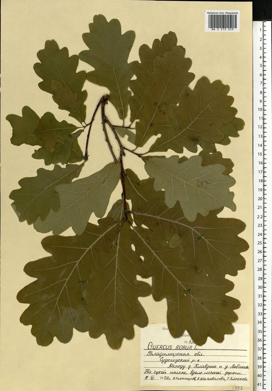 Дуб черешчатый, летний (Quercus Robur)