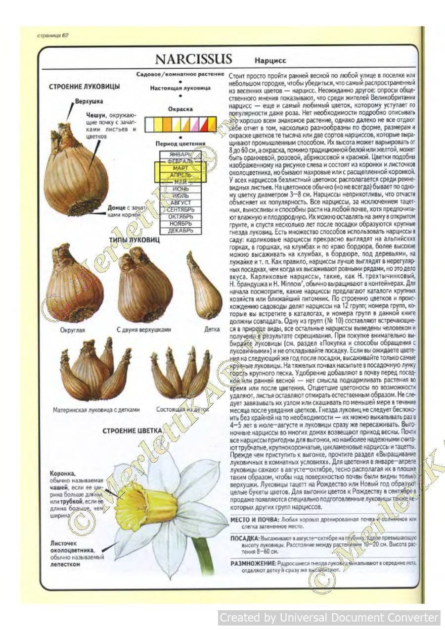Размножение растений луковицы (Нарцисс, тюльпан, Лилия)
