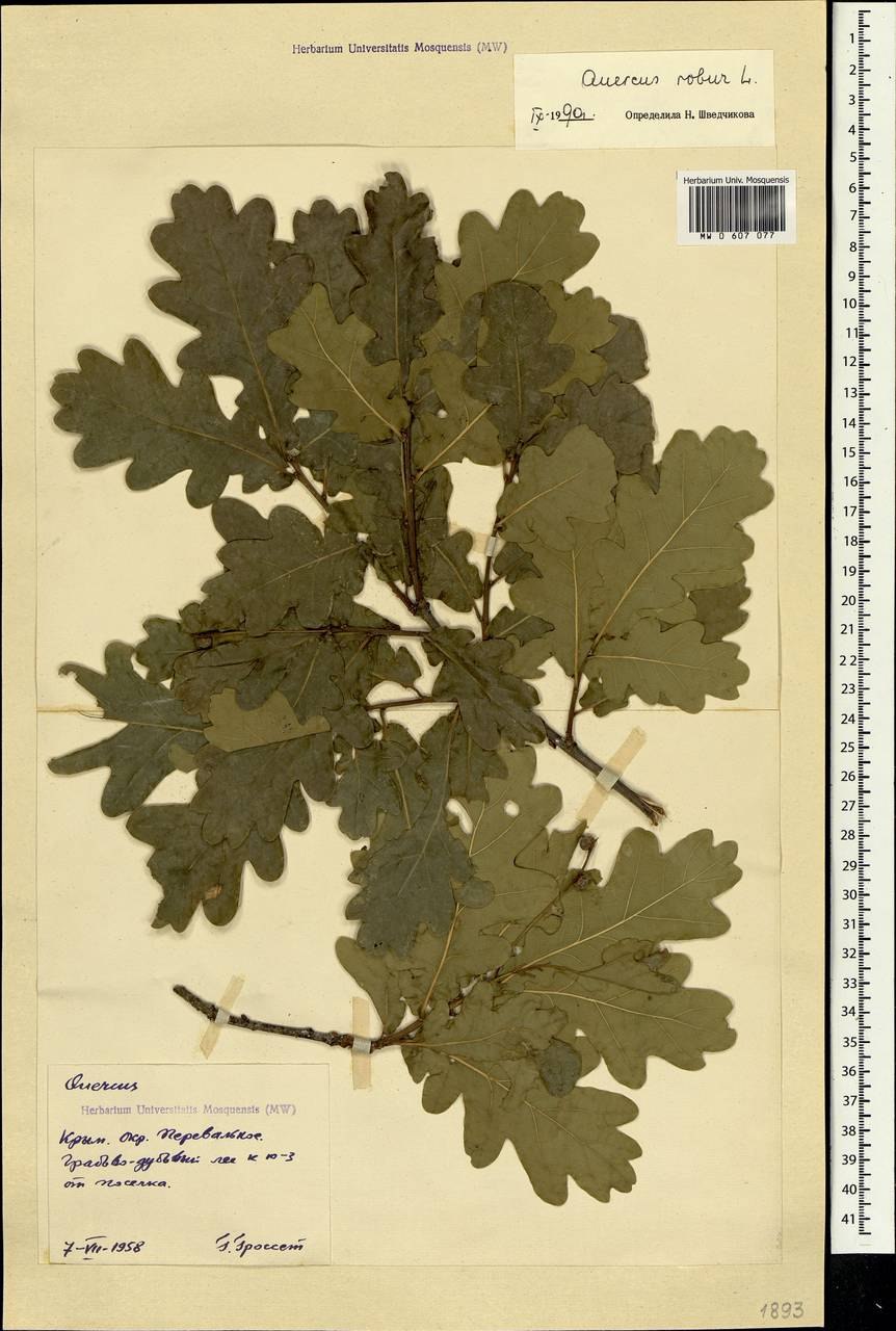 Парк Горького Краснодар дуб