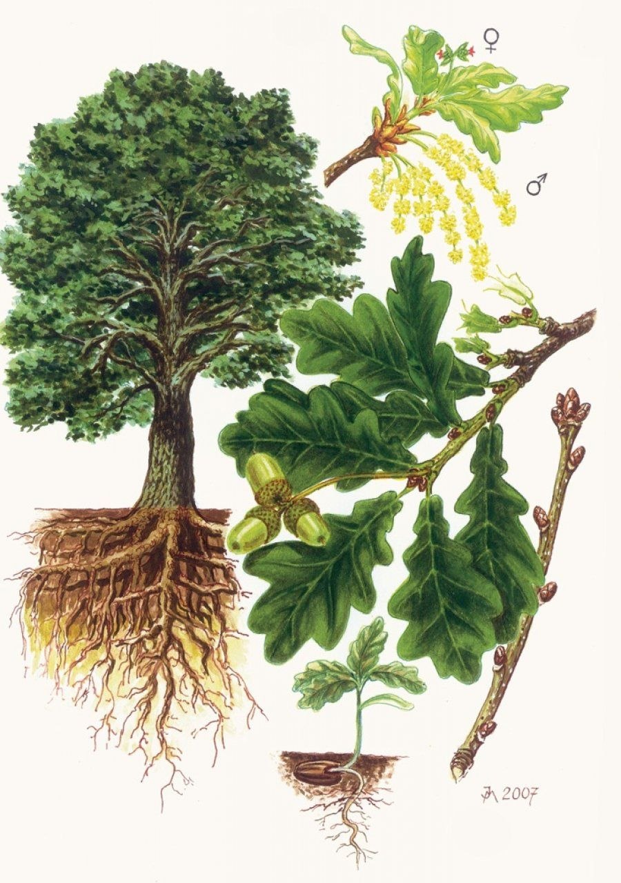 Корни дерева