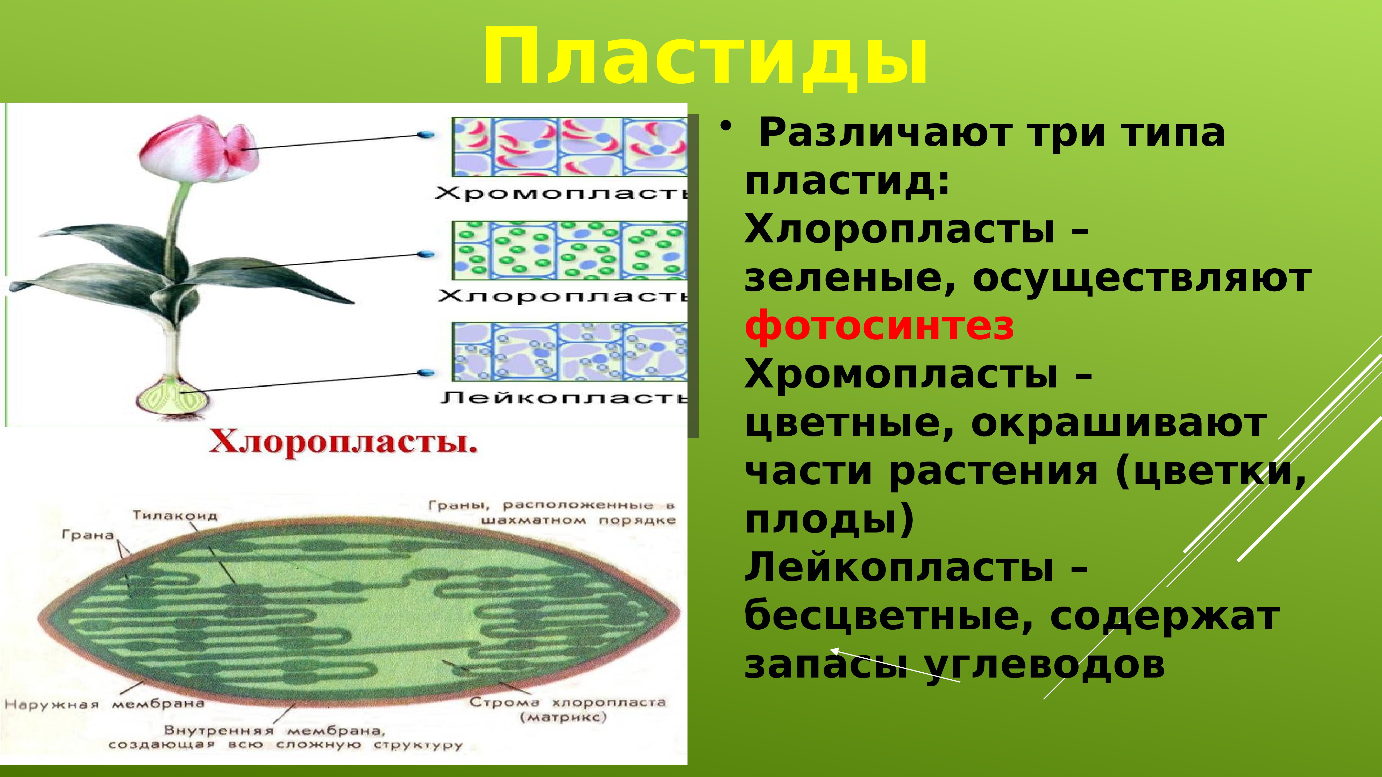 Определение хлоропласты