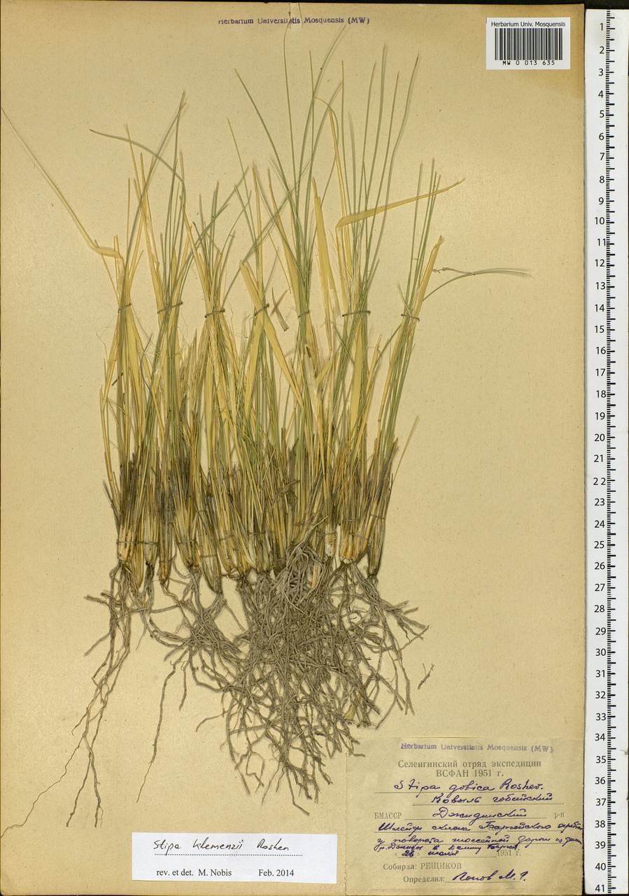 Stipa sibirica