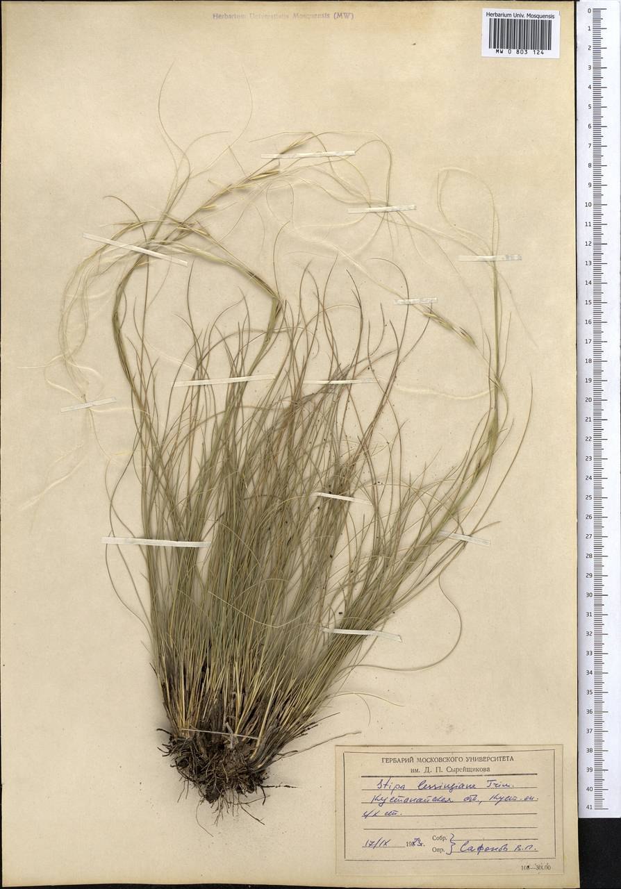 Stipa aktauensis Roshev.