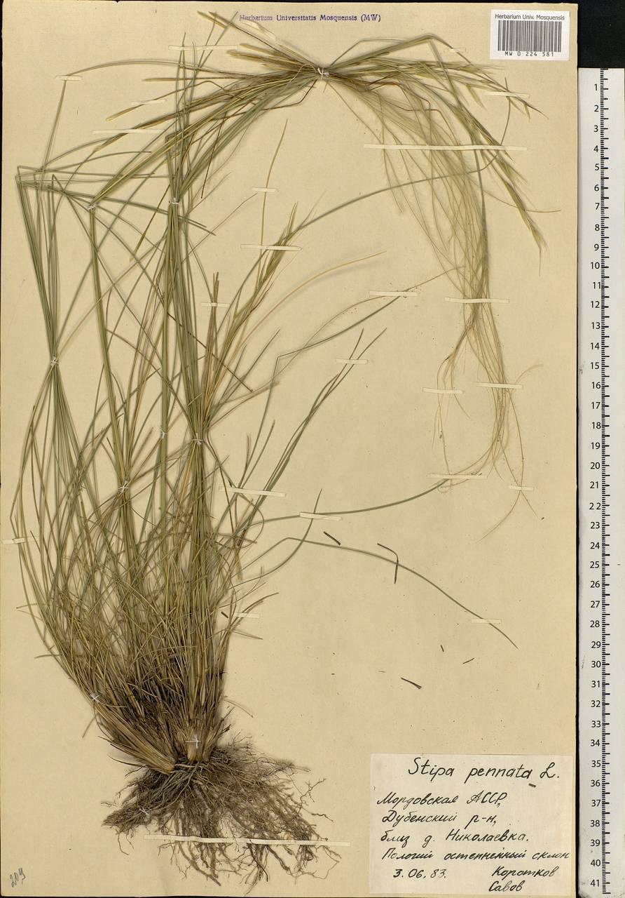 Ковыль перистый (Stipa pennata)