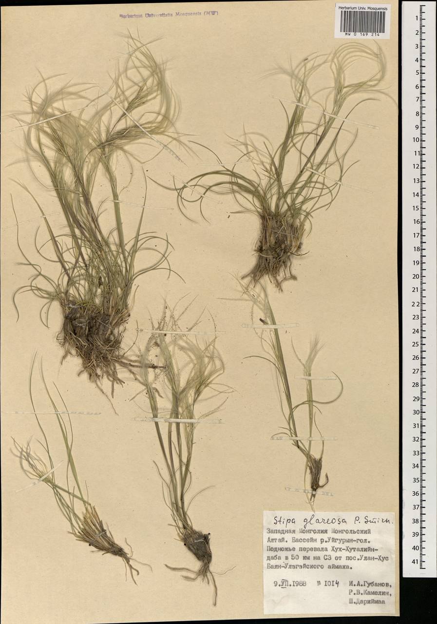 Ковыль перистый (Stipa pennata)