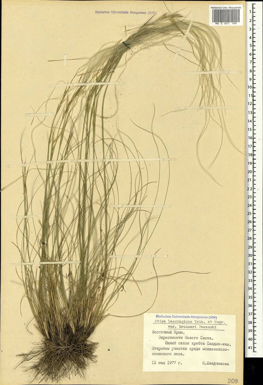 Stipa pennata рисунок