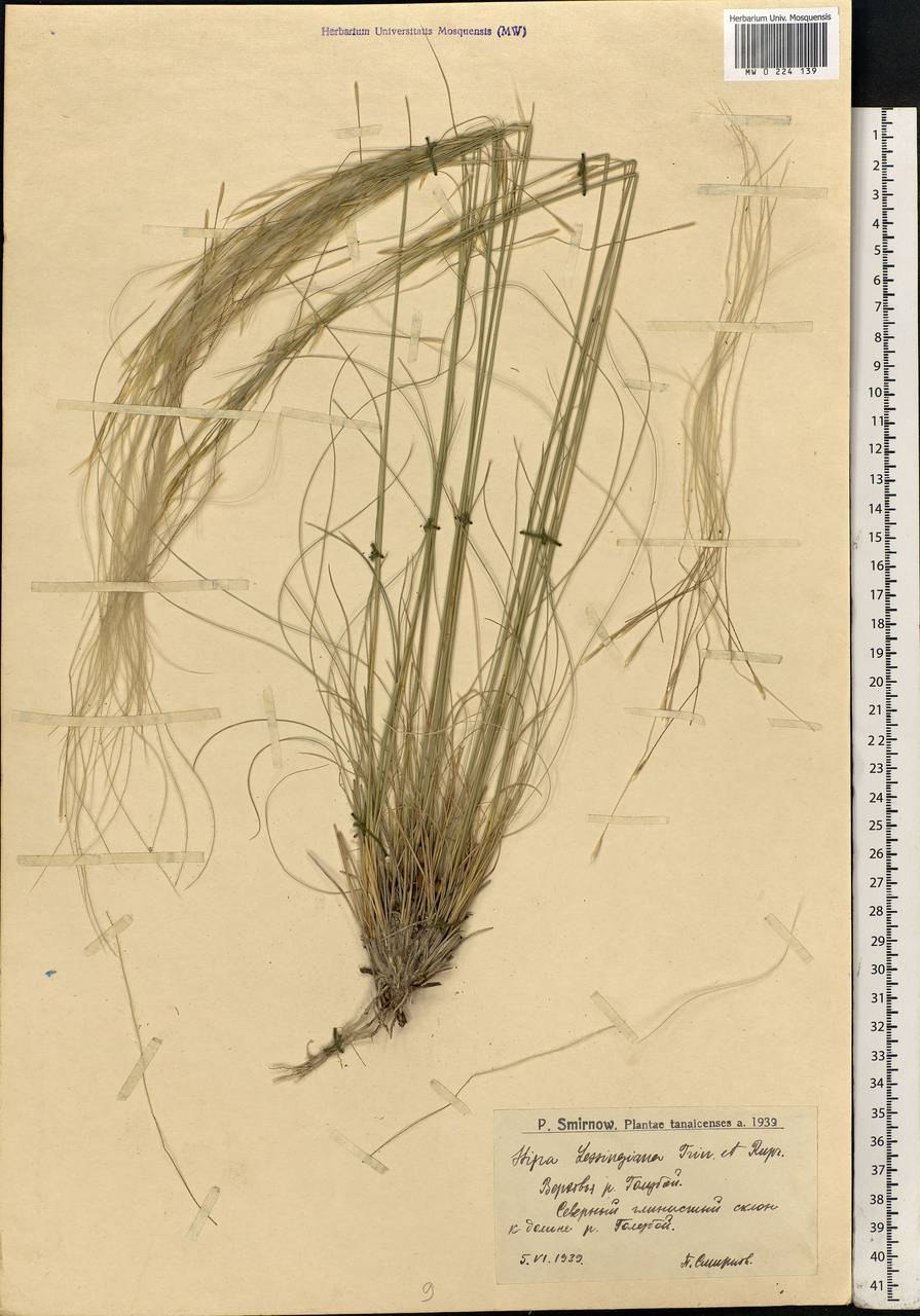 Stipa pennata гербарий