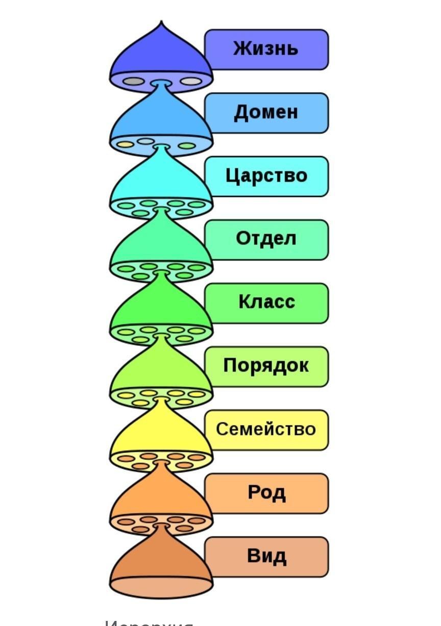 Виды иерархии у животных
