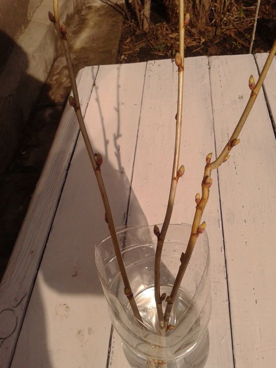 Отводки смородины