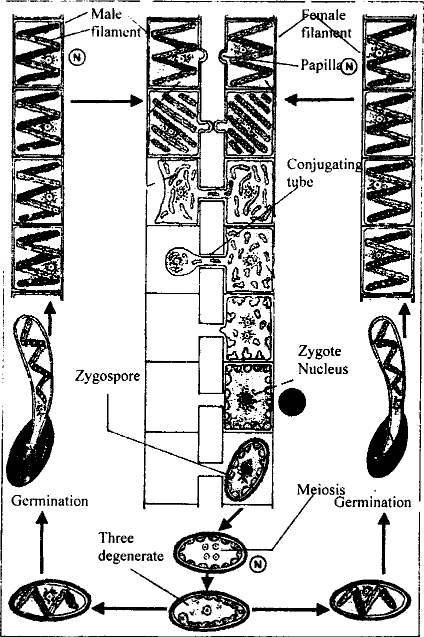 Красные водоросли жгутиковые стадии