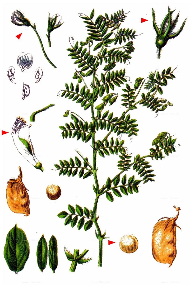 Чечевица обыкновенная растение