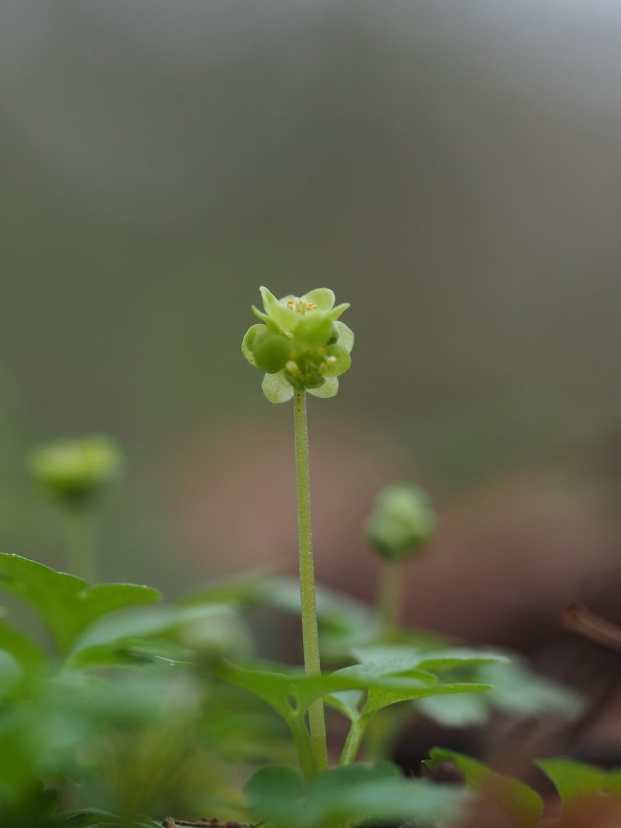 Линнея северная растение