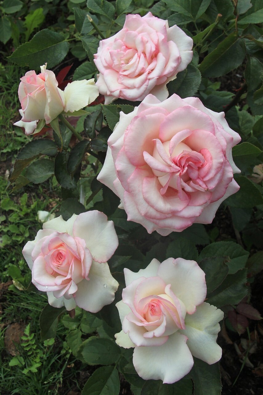 Роза Мария Кюри