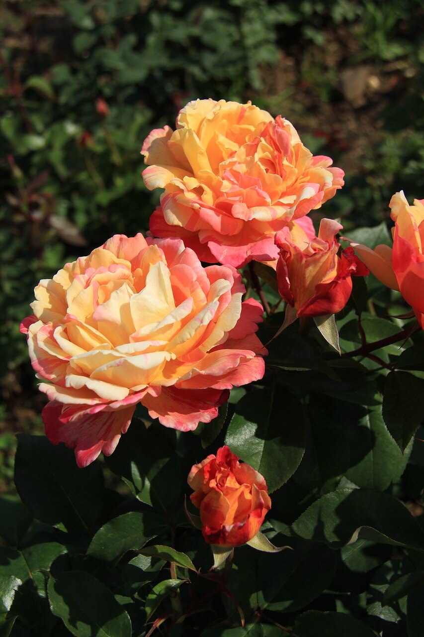 Роза Жан Кокто купить Урал