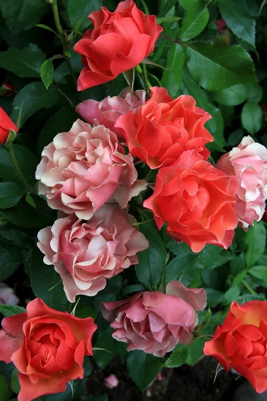 Роза флорибунда Жан Кокто