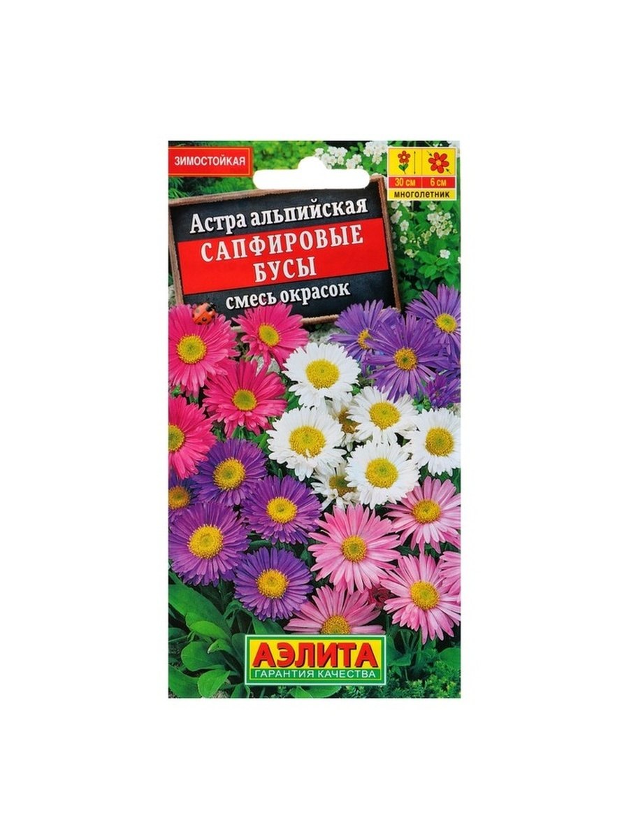 Астра кустовая леди ин Блю