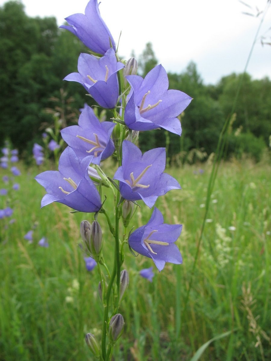 Колокольчик скученный Campanula glomerata
