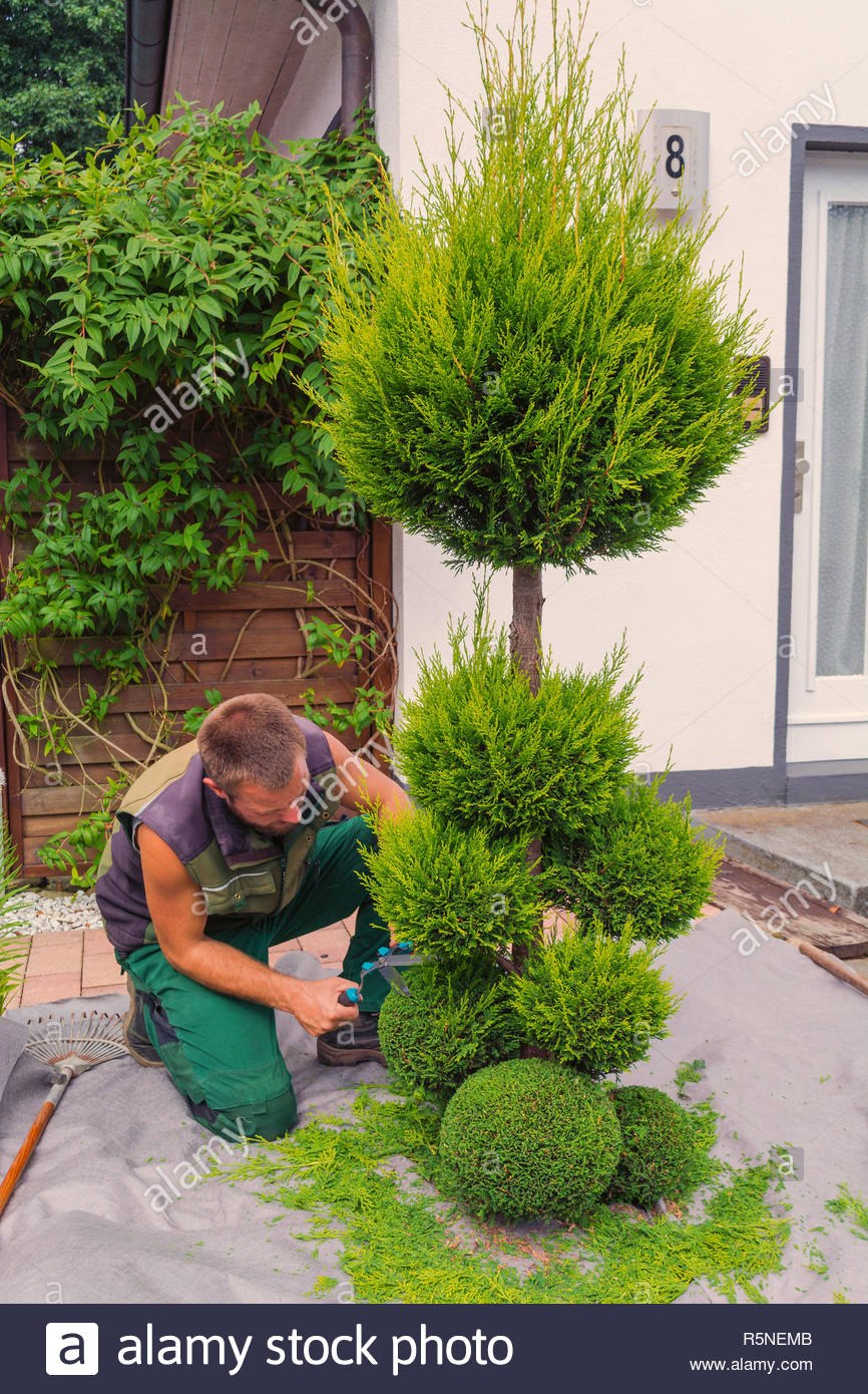 Топиарная стрижка туи Смарагд