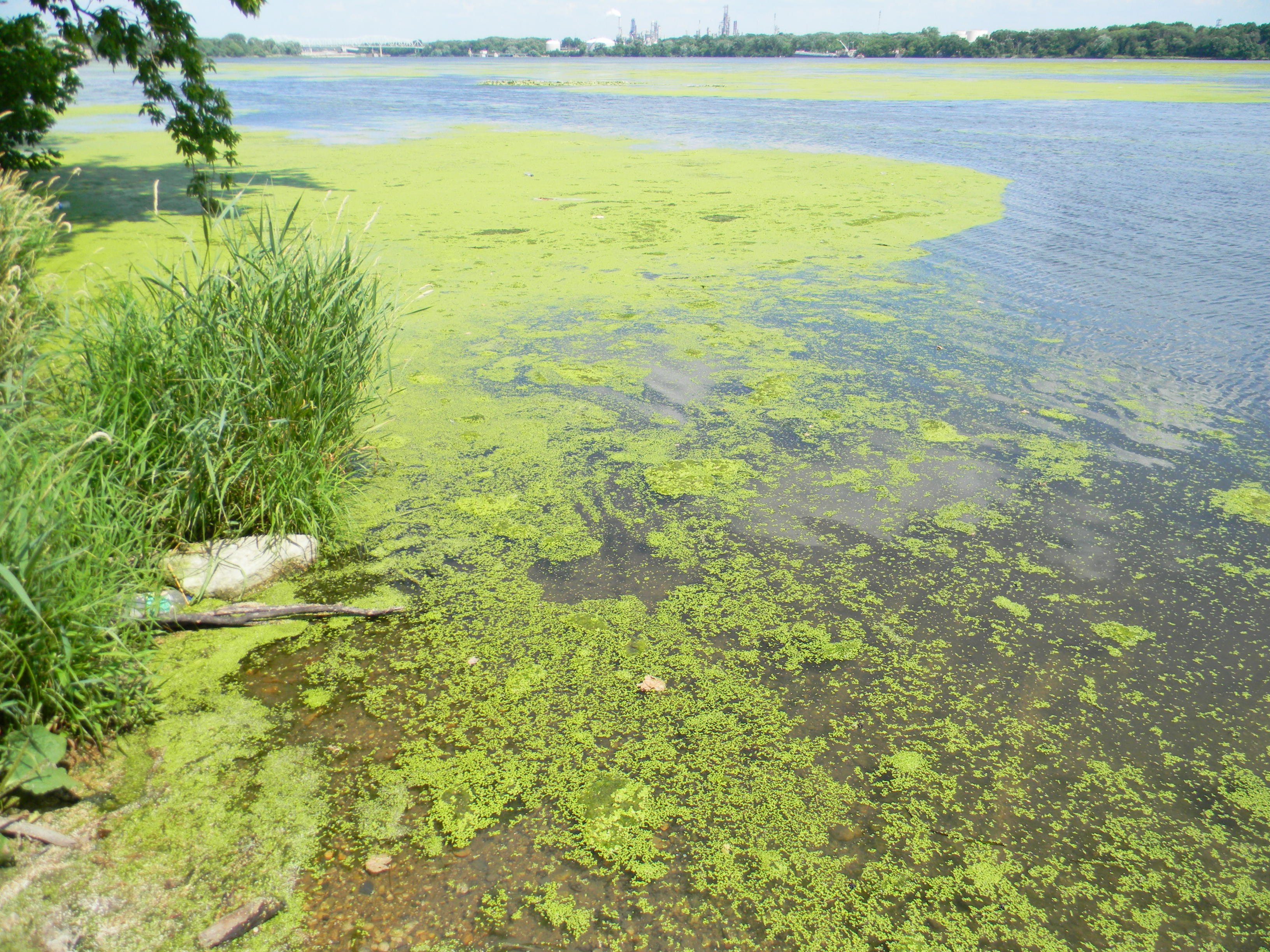 Почему водоем. Синезеленые водоросли в Волге. Цветение водоемов эвтрофикация. Эвтрофикация озера. Зарастание водоемов водорослями.