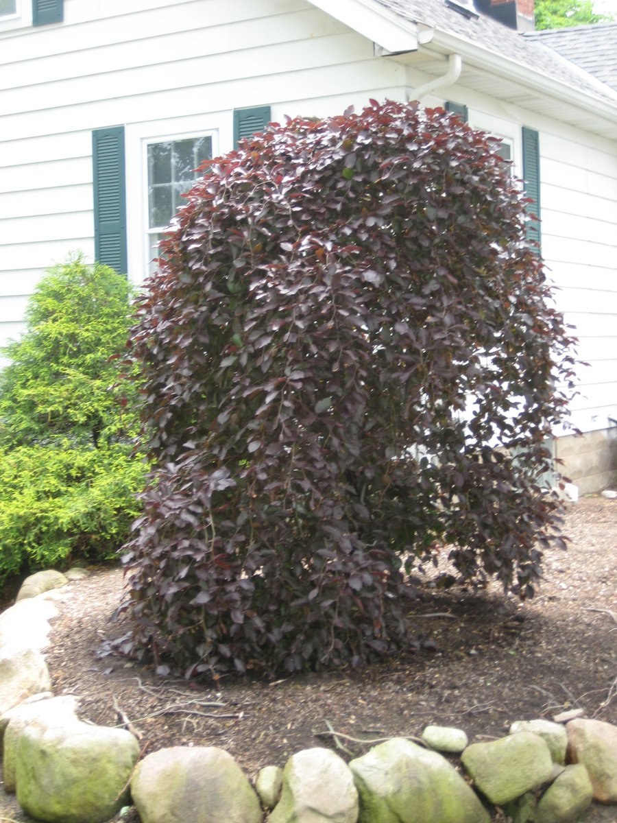 Fagus sylvatica Atropurpurea