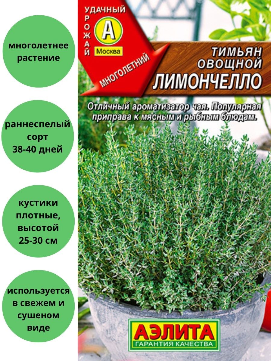 Тимьян ползучий (Thymus serpyllum)