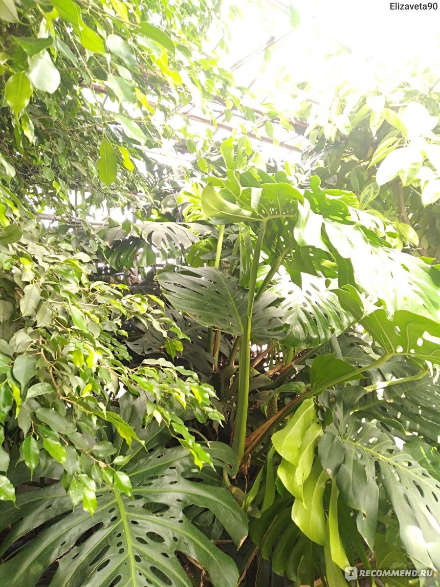 Ботанический сад лимонарий Уфа